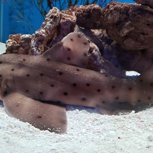Horn Shark