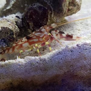 Pistol Shrimp
