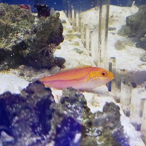 Pintail Fairy Wrasse