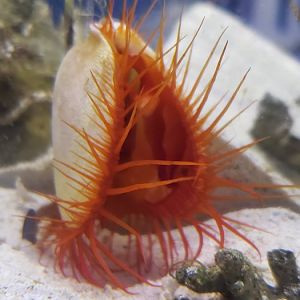 Flame Scallop