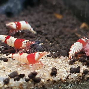 Freshwater shrimp sp.