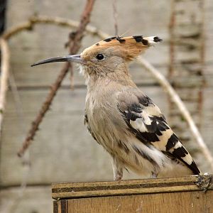 Hoopoe