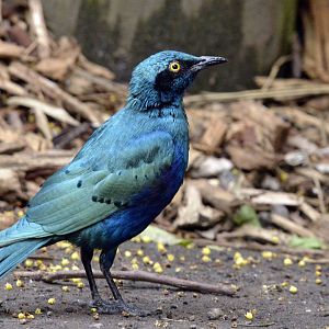 Lesser blue eared glossy starling