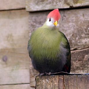 Red crested turaco