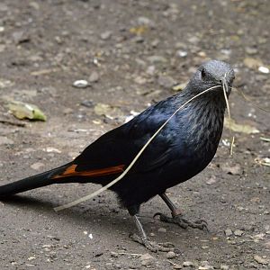 Red winged starling