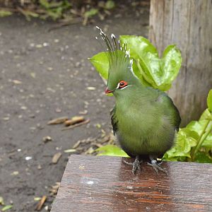 Schalow's turaco