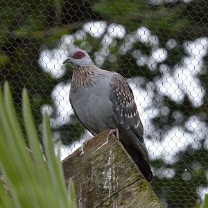 Speckled pigeon or African rock dove