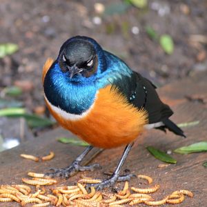 Superb starling