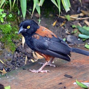 Vieillot's black weaver