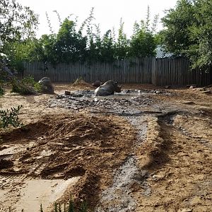 Southern White Rhino wallow