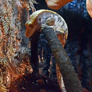 Crested gecko