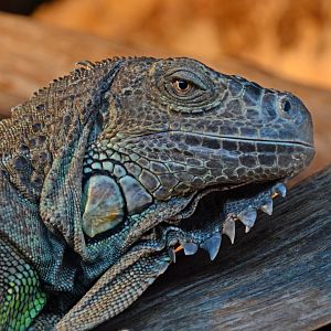 Green iguana