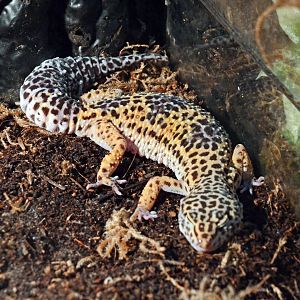 Leopard gecko
