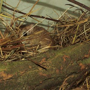 Tristram's Jird at Pilsen, 01/09/12