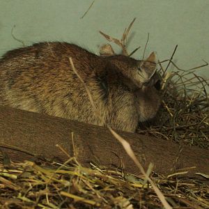 Libyan Jird at Pilsen, 01/09/12