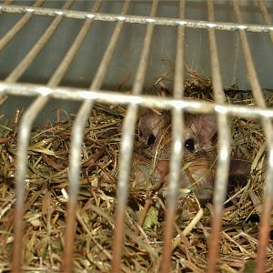 Egyptian Bushy-tailed Jird at Pilsen, 01/09/12