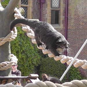 Binturong at Chessington Zoo 1st July 2019