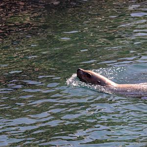 Steller's sea lion (Eumetopias jubatus) - The Last Frontier