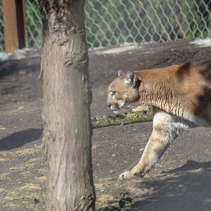 Missouri cougar (Puma concolor missoulensis) - The Last Frontier