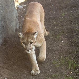 Missouri cougar (Puma concolor missoulensis) - The Last Frontier