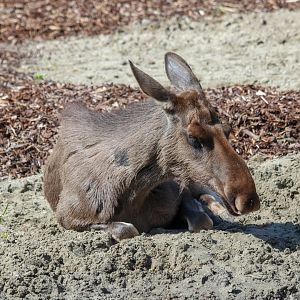 European elk / moose (Alces alces alces) - The Last Frontier