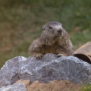 Alpine marmot (Marmota marmota marmota) - The Last Frontier