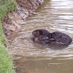 Canadian beaver (Castor canadensis) - The Last Frontier