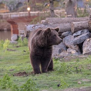 European brown bear (Ursus arctos arctos) - The Last Frontier