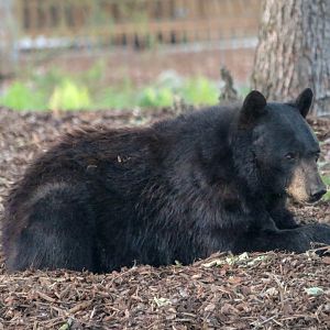 American black bear (Ursus americanus) - The Last Frontier
