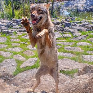 European wolf (Canis lupus lupus) - The Last Frontier