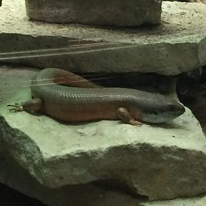 Skink ID
