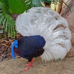 Bulwer's pheasant (Lophura bulweri)