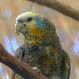 Saint Vincent Amazon (Amazona guildingii)