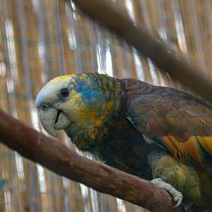 Saint Vincent Amazon (Amazona guildingii)