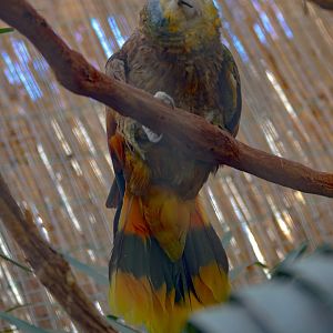 Saint Vincent Amazon (Amazona guildingii)