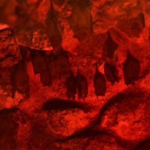 Southern Long-nosed Bats and Pallas's Long-tongued Bats at Krefeld, 15/06/19