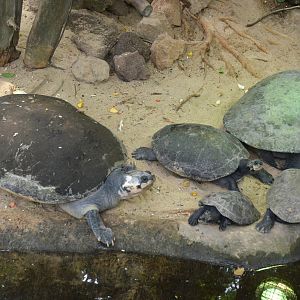 Assortment of Arrau at Krefeld, 15/06/19