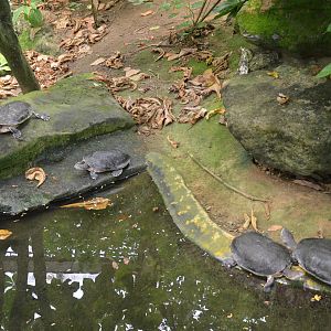 Hilaire's Side-necked Turtles at Krefeld, 15/06/19