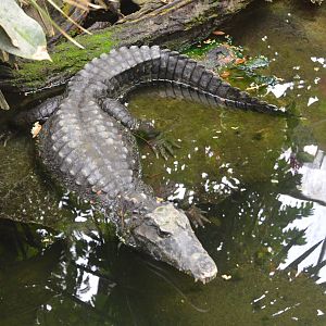 Schneider's Dwarf Caiman at Krefeld, 15/06/19