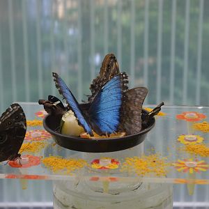 Feeding Butterflies at Krefeld, 15/06/19