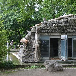 Hamadryas Baboon Island at Krefeld, 15/06/19