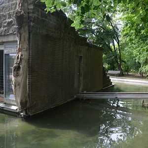 Hamadryas Baboon Island at Krefeld, 15/06/19
