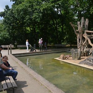 Hamadryas Baboon Island at Krefeld, 15/06/19