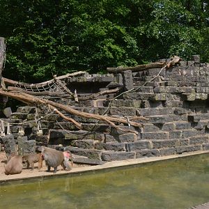 Hamadryas Baboon Island at Krefeld, 15/06/19