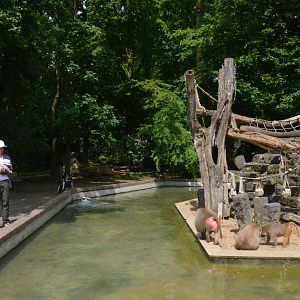 Hamadryas Baboon Island at Krefeld, 15/06/19