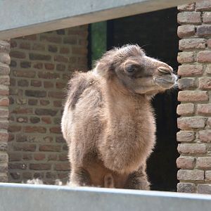 Bactrian Camel Calf at Krefeld, 15/06/19