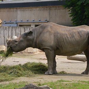 Eastern Black Rhinoceros at Krefeld, 15/06/19