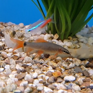 Epalzeorhynchos ( Labeo ) frenatus