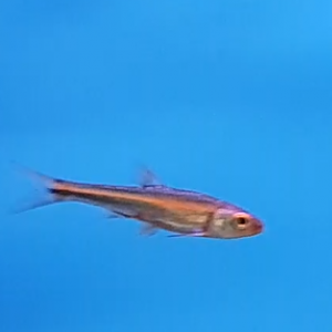 Rainbow shiner - Notropis chrosomus