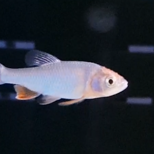 Red shiner - Cyprinella lutrensis